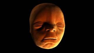 Face Development in the Womb - Inside the Human Body: Creation - BBC