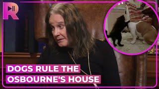 Ozzy Osbourne Loses It Over the Pets | The Osbournes: The Basement Tapes