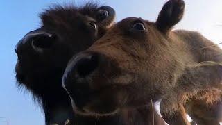 Bison Discover Our Wildlife Cam