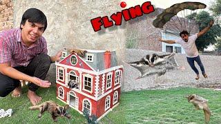 Suger Glider Or Mamu Ny Flying Kia  Or New Home Me Shift Kr Dea 