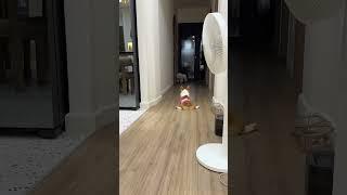 Every time I watch Boo Boi, I laugh again #changshugo #shorts #tiktok #windnet