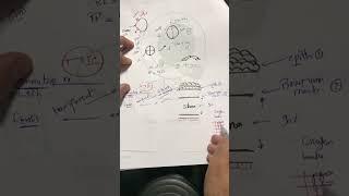 cornea 1 revision (anatomy & corneal Ulcer 1) - dr Ahmed Ashraf