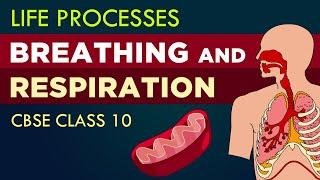 Breathing and respiration |Life processes class 10th cbse | NCERT class 10 | CBSE syllabus