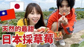 日本果園採草莓 停不了又吃又包多少錢?【 北海道生活】 初めてのいちご狩り