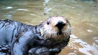 Nellie, the talking sea otter at Point Defiance Zoo