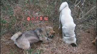 中华田园犬结伴出猎，抓获一只野物，厉害了！