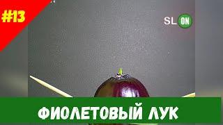 Фиолетовый лук. Ускоренная видео съёмка.