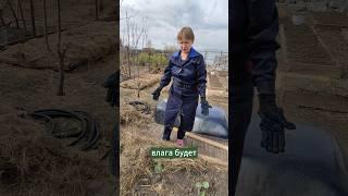Мульчирую капусту #мульчирование #огород #капуста
