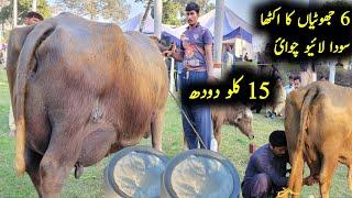 Neli ravi biggest udder buffalo and world record in milk