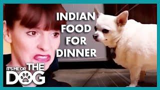 Chihuahua Eats Indian Fast Food for Dinner! | It's Me or the Dog