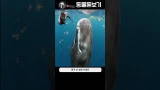 가장 마주치기 힘든 고래의 정체는?