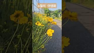 [들꽃사부작] 잼모닝에 만난 우리 야생화 금계국 #잼모닝 #금계국 #금계화 #들꽃 #야생화 #성남등자리마을 #등자리마을