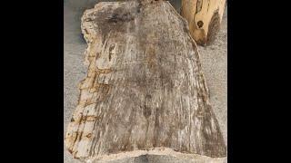 Table Top Petrified Wood