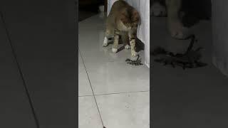 Emperor scorpion Vs Cat  #shorts  #emperorscorpion  #scorpion  #srilanka