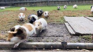 Guinea pigs running home