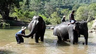 Thai Elephant Home