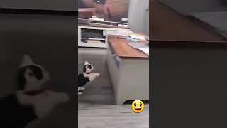  Funny cat videos | cute cats | Try not to laugh | Cat videos Compilation #shorts  