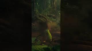 Lion vs Warthog  The Hunt Begins!