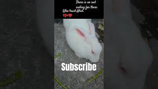 Beautiful️ rabbit#viralshorts#shortvideo#youtube#rabbit#naatsharif#beautiful