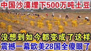 中国沙漠埋下500万吨土豆，没想到如今竟都变成了这样，震撼一幕欧美28国全傻眼了