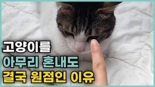 고양이 훈육, 잘못하면 무조건 후회합니다