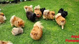 Pomeranian puppies playing in the garden - Anjula Pomeranians Toy Poms