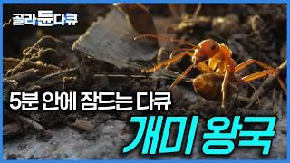 1년간 집요하게 촬영한 개미들의 왕위 찬탈 과정! 개미도 이렇게 성실하게 사는데...마치 인간 세상을 보는 듯 흥미진진한 개미의 세계｜자연다큐｜다큐프라임｜#골라듄다큐