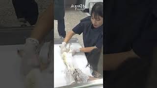 서울대공원의 숨은 히어로! 서울대공원 동물병원 수의사🩺 #shorts