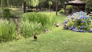 孩子需不需要学好中（汉）文（语）。