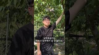 프랑스종 납작복숭아는 마트나 슈퍼에서 구매할 수 없나요