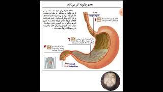 اناتومی معده