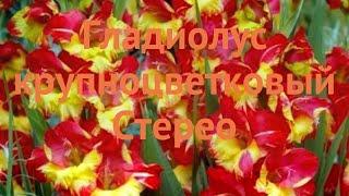 Гладиолус крупноцветковый Стерео (gladiolus)  Стерео обзор: как сажать, луковицы гладиолуса Стерео