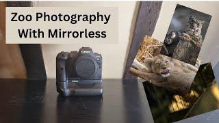 Zoo Photography With Mirrorless - Canon R6