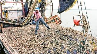 Scallop Harvest - Hundreds of Tons of Scallops Processed in Factory | Leo Farm