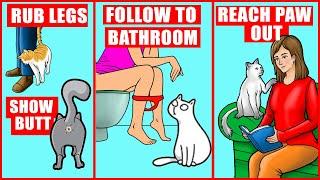 10 Odd Cat Behaviors Explained