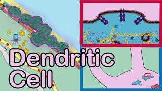 Dendritic Cell in 1 min