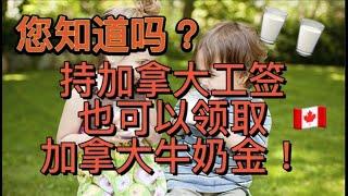 持工签就能领！加拿大申请牛奶金只需具备什么条件？具体的发放时间和领取方式是什么？为您详细盘点牛奶金最新重磅好消息！