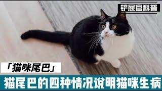 可从猫咪的尾巴出现的四种情况，来判断猫咪是否健康  猫咪尾巴与健康