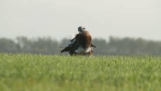 Great bustard, Otis tarda