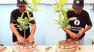 How to bonsai jackfruit trees