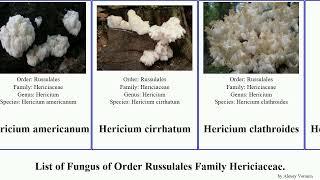 List of Fungus of Order Russulales Family Hericiaceae. hericium bicolor americanum Laxitextum 19th