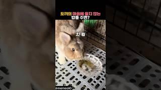 토끼의 마음에 들지 않는 밥을 주면? #동물 #토끼