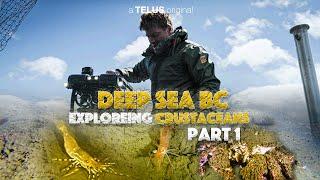 DEEP SEA BC S1 Ep1 | DEEP WATER CRUSTACEANS | BROWN BOX CRABS | SHRIMP | PRAWNS | STUBBY SUID