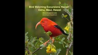 Hawaii Bird watching Tours, Botanical Tours and Photography Hawaii - Oahu, Maui, Hawaii