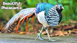 10 Most Beautiful Pheasants on Planet Earth