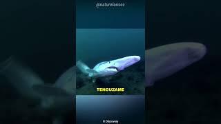 Goblin Shark | The Bizarre Deep Sea Shark