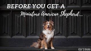 Miniature American Shepherd! 6 Reasons You Should NOT Get a Mini Aussie - Koa's Ohana