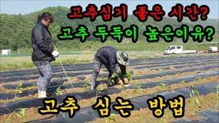 고추농사 고추심는방법 고추재배방법 청도달콤한농장