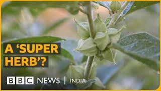 Understanding the hype around 'Ashwagandha'  | BBC News India