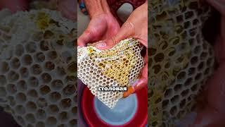 Секрет от бабушки, после которого урожай как на юге! 